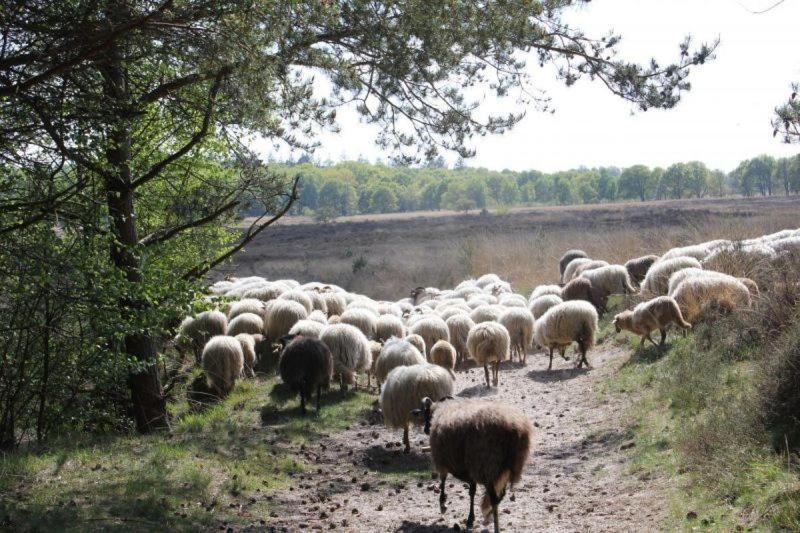 Ludiek Eten En Slapen Havelte Exterior foto
